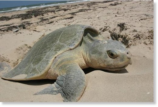 Kemp's Ridley Sea Turtle (Lepidochelys kempii)