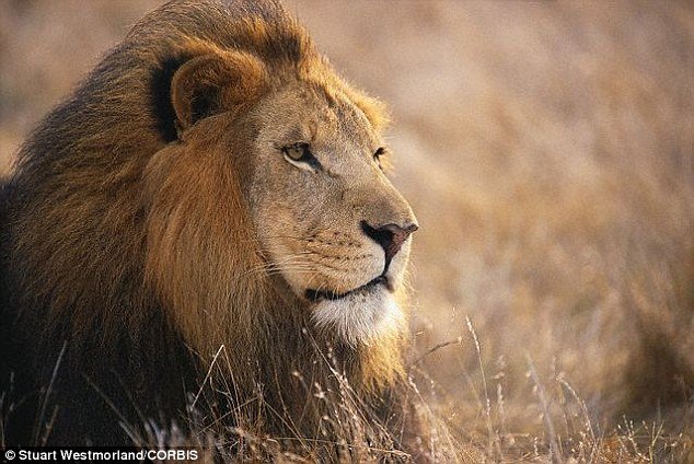 Lion