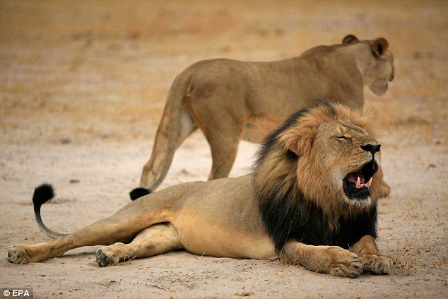 Click to enlarge African lions