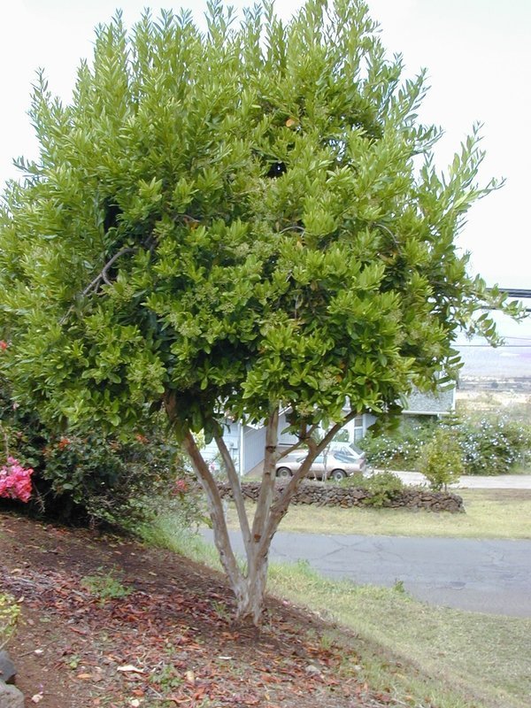 Click to enlarge Allspice Tree