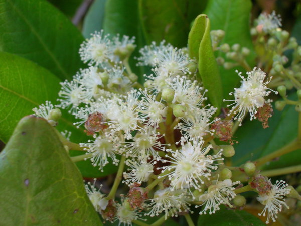 Click to enlarge allspice flowers