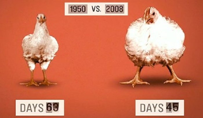 chicken farming