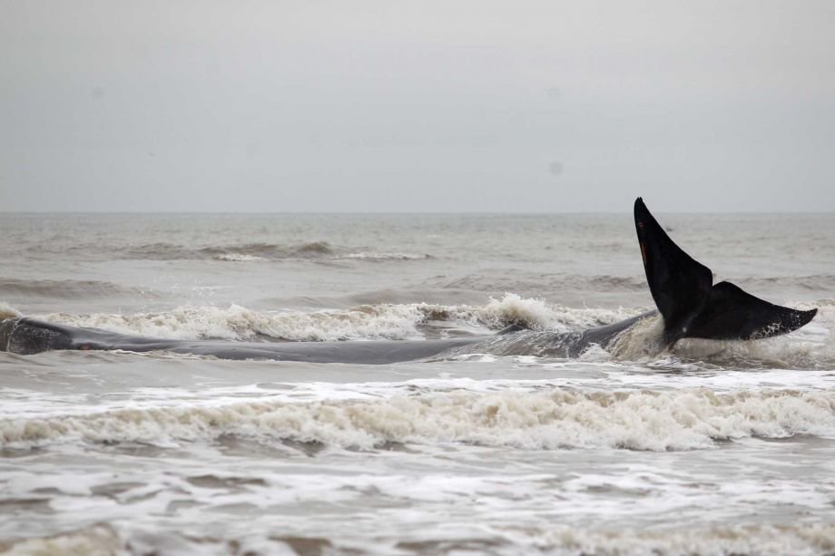 Stranded whale  