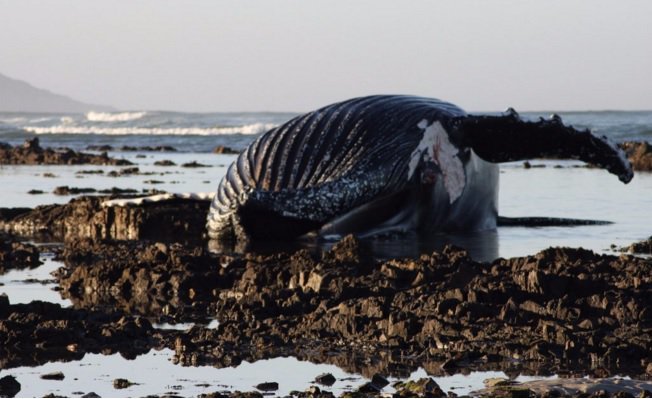 Dead humpback whale
