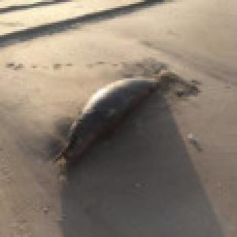 DEAD dolphins