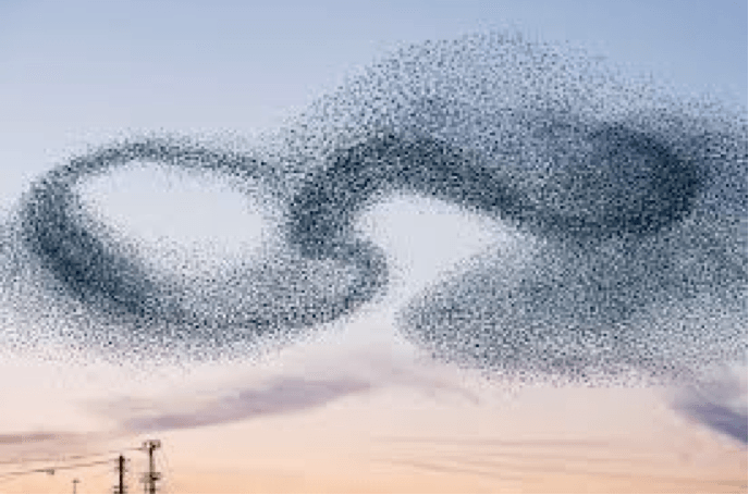 Bird magnetic