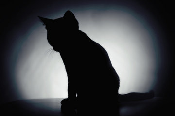Black Cat