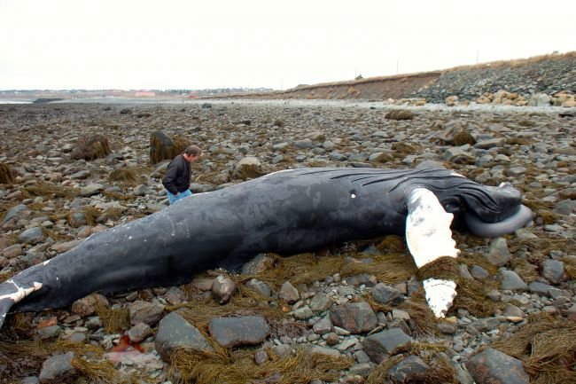 Dead whale washes ashore in Sandford