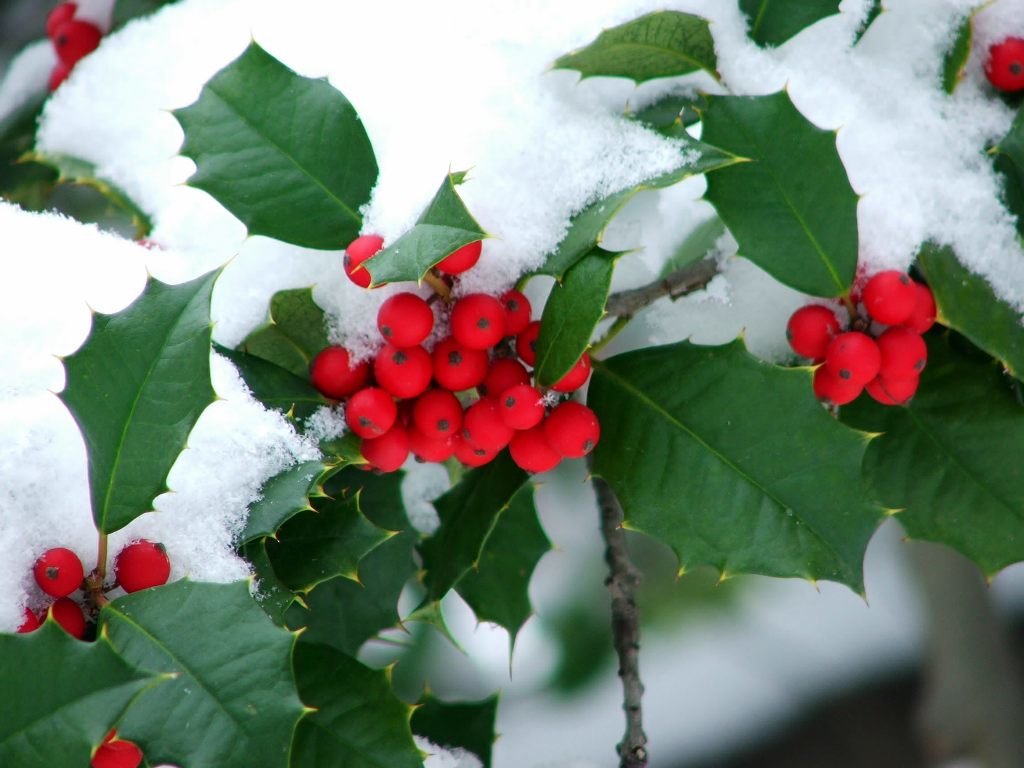 holly