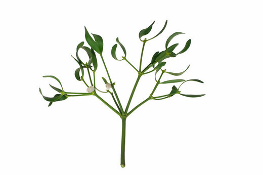 mistletoe