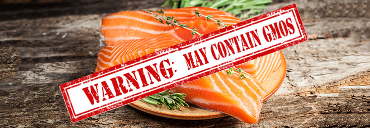 gmo salmon