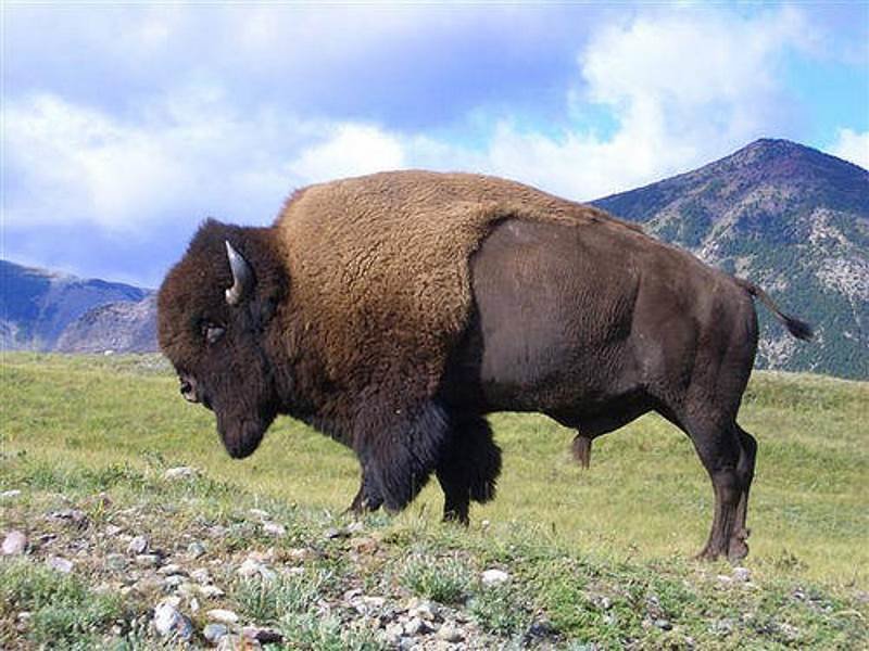 utah bison genetically pure