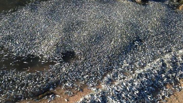 Dead fish