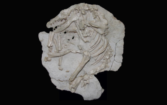 Leptictis fossil