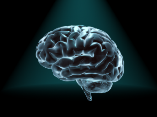 Brain