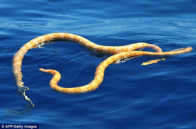 Click to enlarge short nosed sea snake