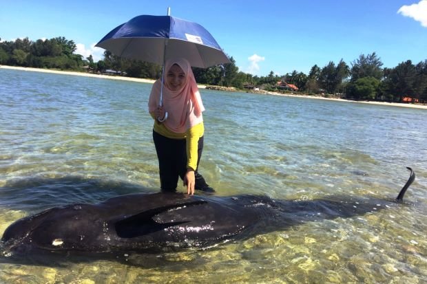 Click to enlarge baby whale