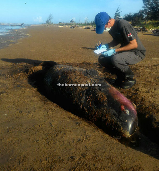 Click to enlarge Dead pygmy whale