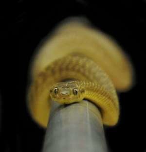 tree snake