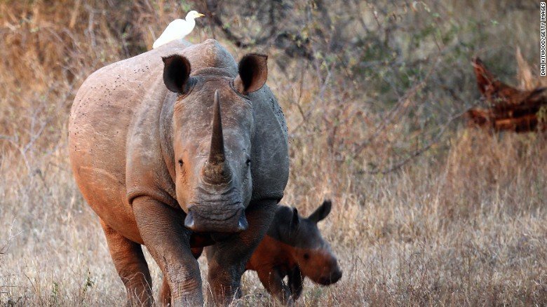 Click to enlarge Black Rhino