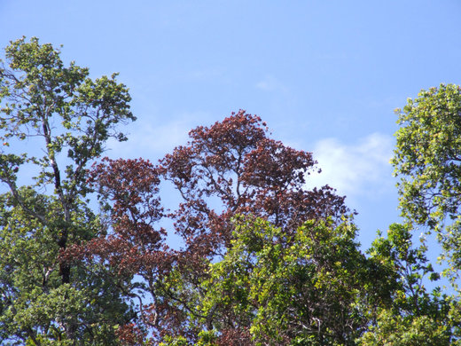 Click to enlarge rapid ohia death fungus