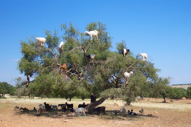 tree eating goats