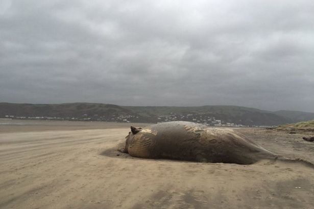dead minke whale