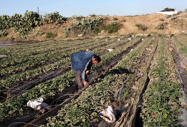 Click to enlarge Gaza crops