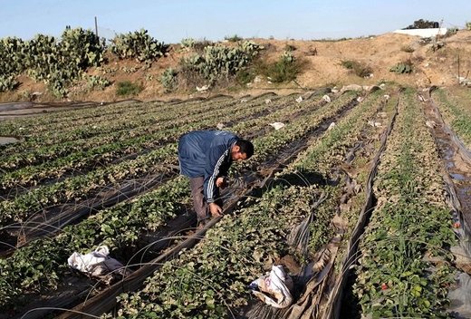Gaza crops