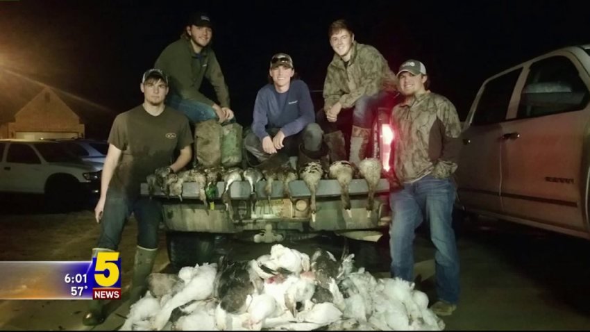 dead geese in Arkansas