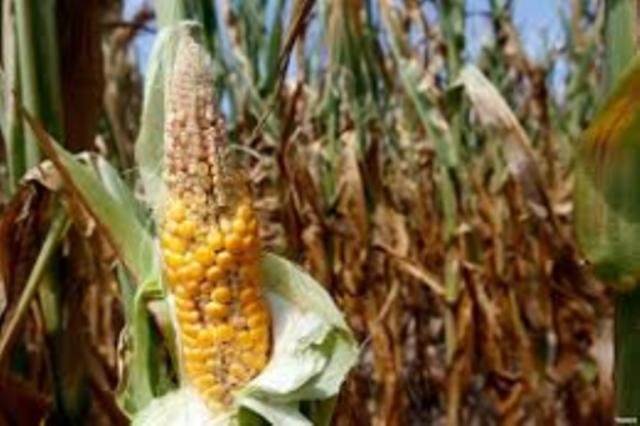crops failing