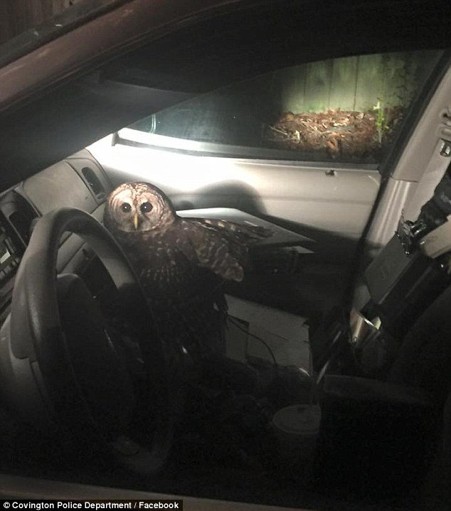 Click to enlarge A barred owl