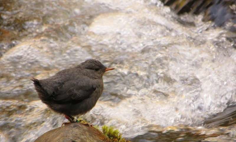 bird nesar mountain stream