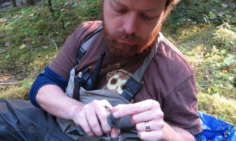 researcher bands wild bird