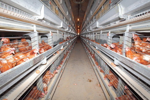 chicken production