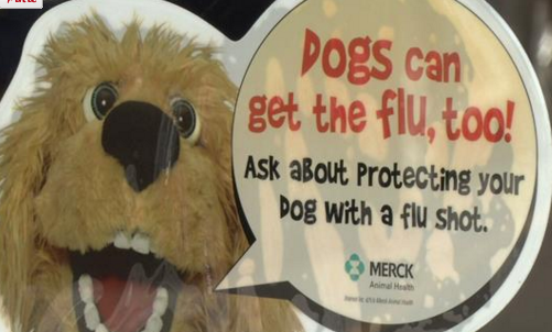 Dog flu shot