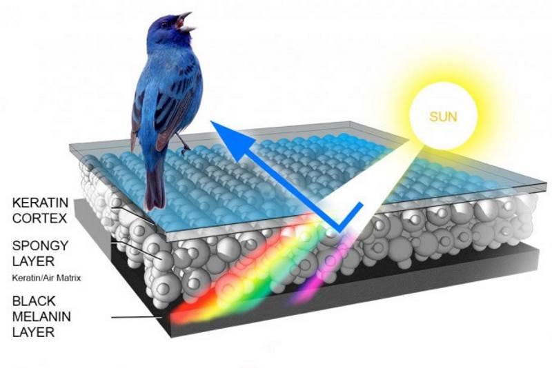 Click to enlarge structural feather color