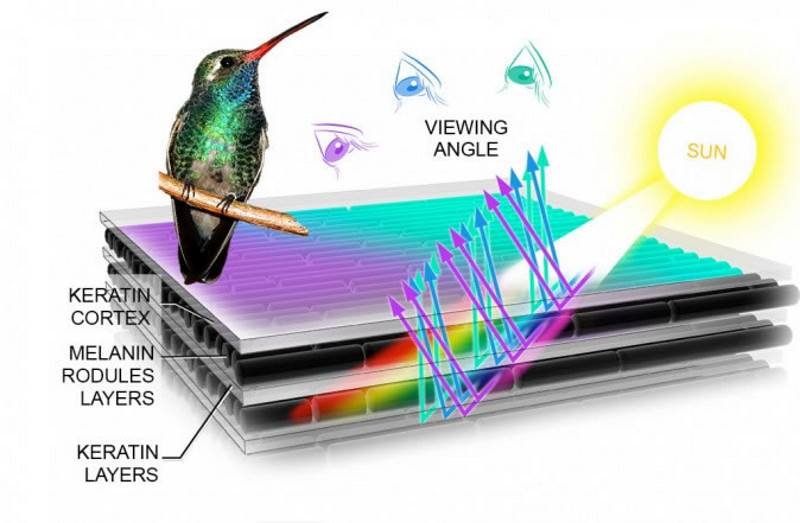 Click to enlarge bird feather colors