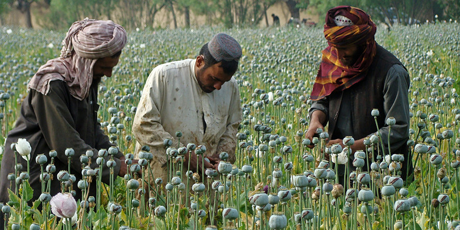 Click to enlarge Opium Afghan