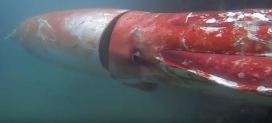 Giant squid