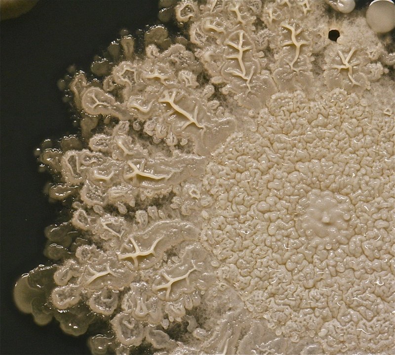 Click to enlarge germs