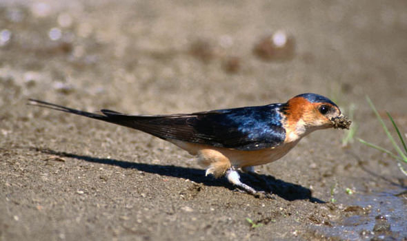 Red-rumped swallow