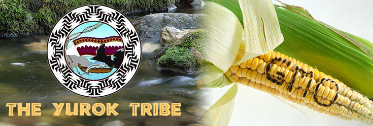 Yurok tribe bans GMOs