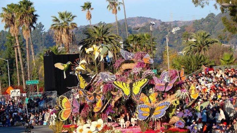 Click to enlarge butterflies on parade