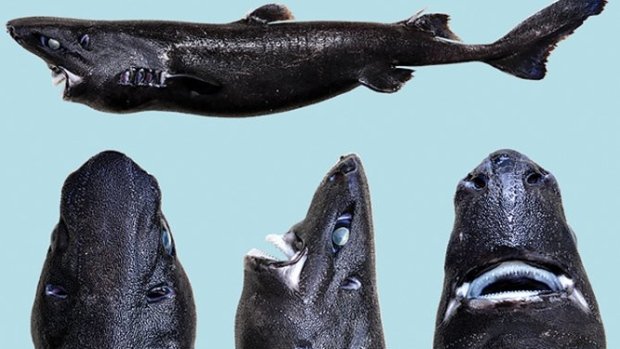 ninja lanternshark 