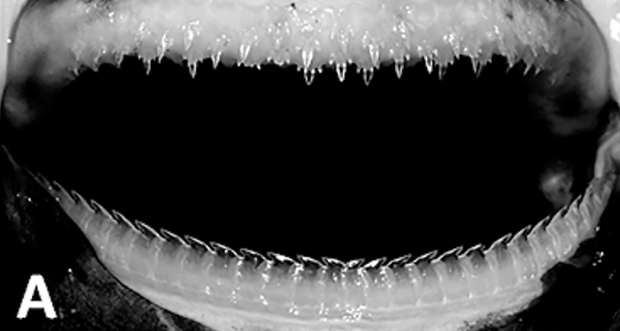 Click to enlarge Mouth of a ninja lanternshark