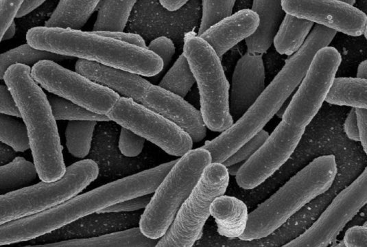 microbes