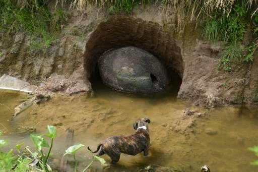 glyptodont shell