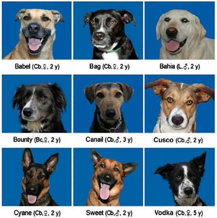 dog study subjects