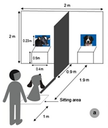 dog experiment